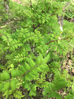 70CE44C9-176C-4579-88B0-846EB6162F72.jpg