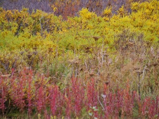 IMGP0790.jpg